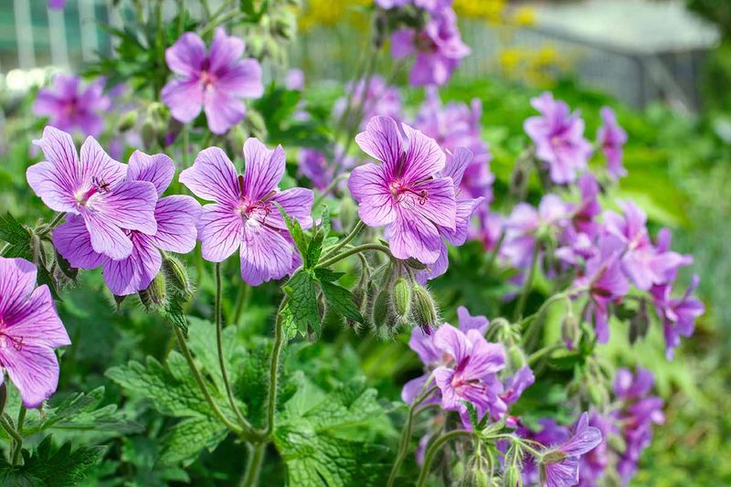 Hardy Geranium (Geranium Spp.)