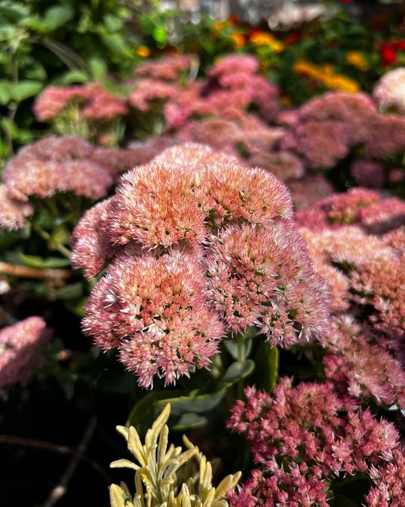 Upright Sedum