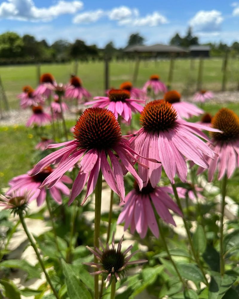 Coneflower Should Be Left Until New Growth Appears