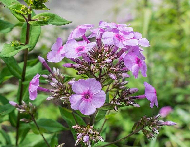 Phlox Fills Borders With Fragrance And Flowers