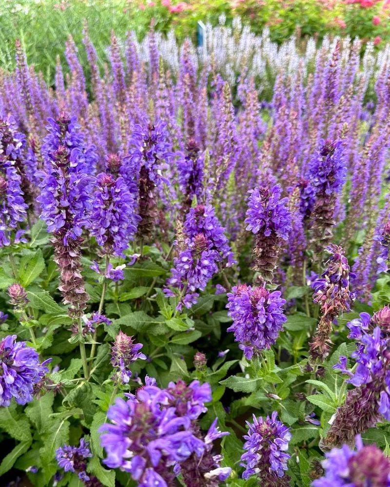 Salvia Attracts Pollinators And Handles Summer Heat