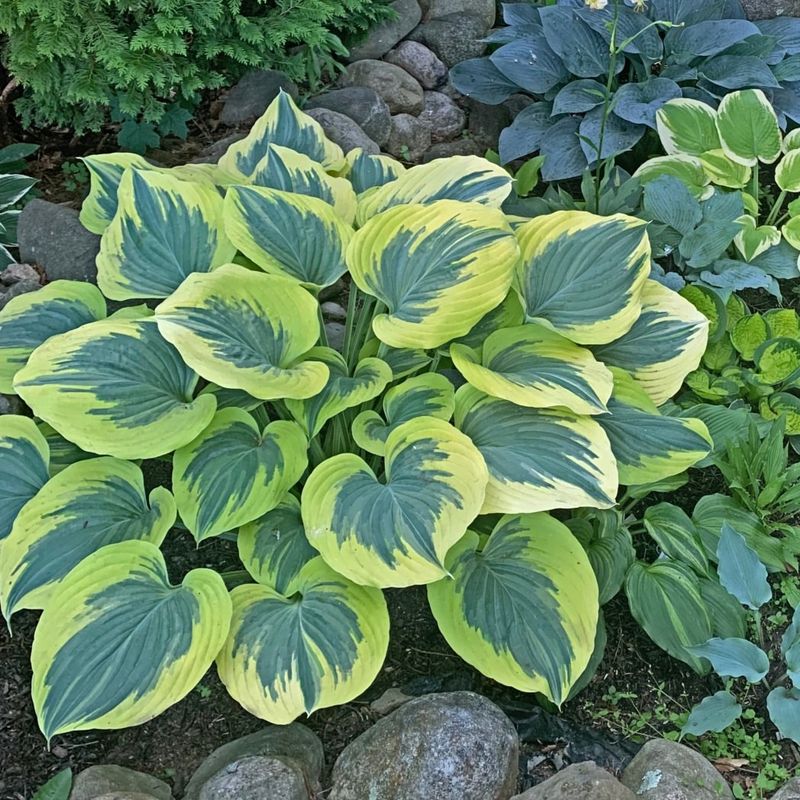 Hosta (Hosta spp.)
