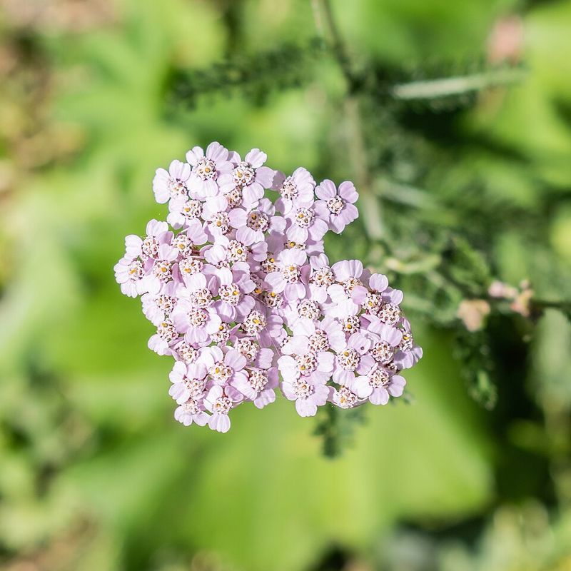 Yarrow Handles Dry, Sunny Conditions