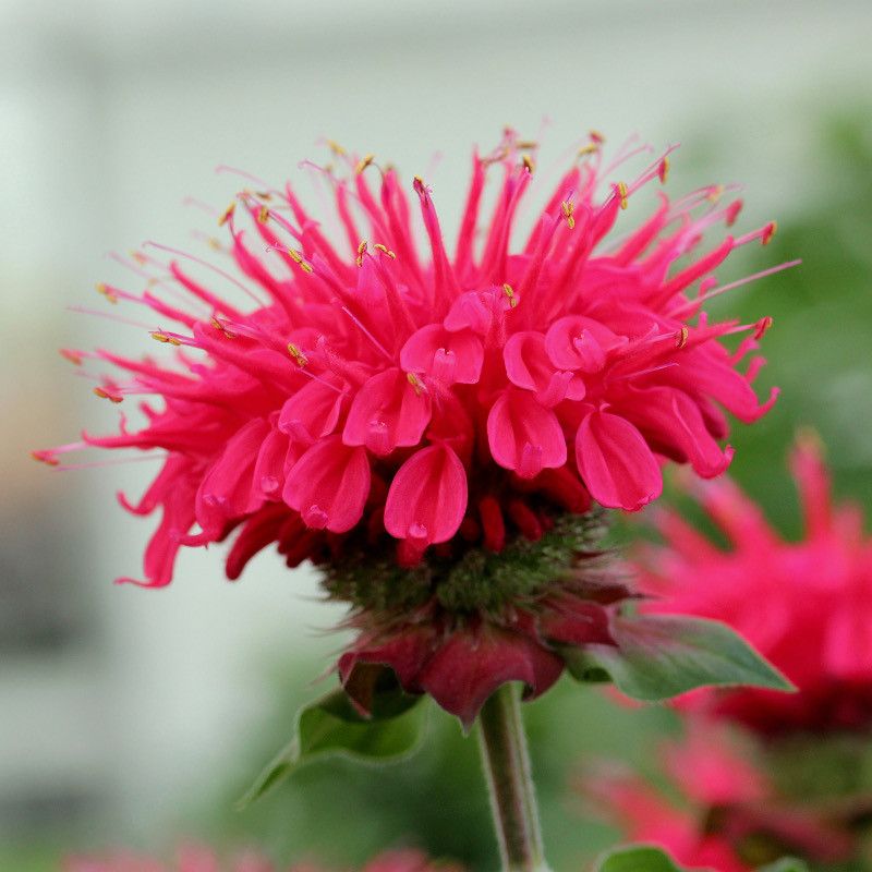 Bee Balm Fills Heavy Soil With Bright Busy Energy