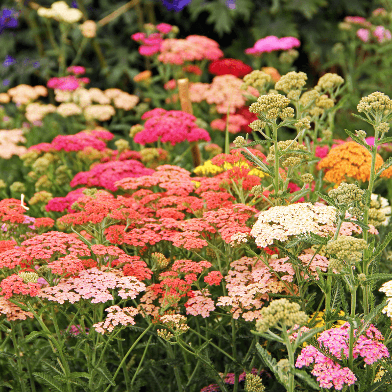 Yarrow With Its Rugged Prairie Toughness