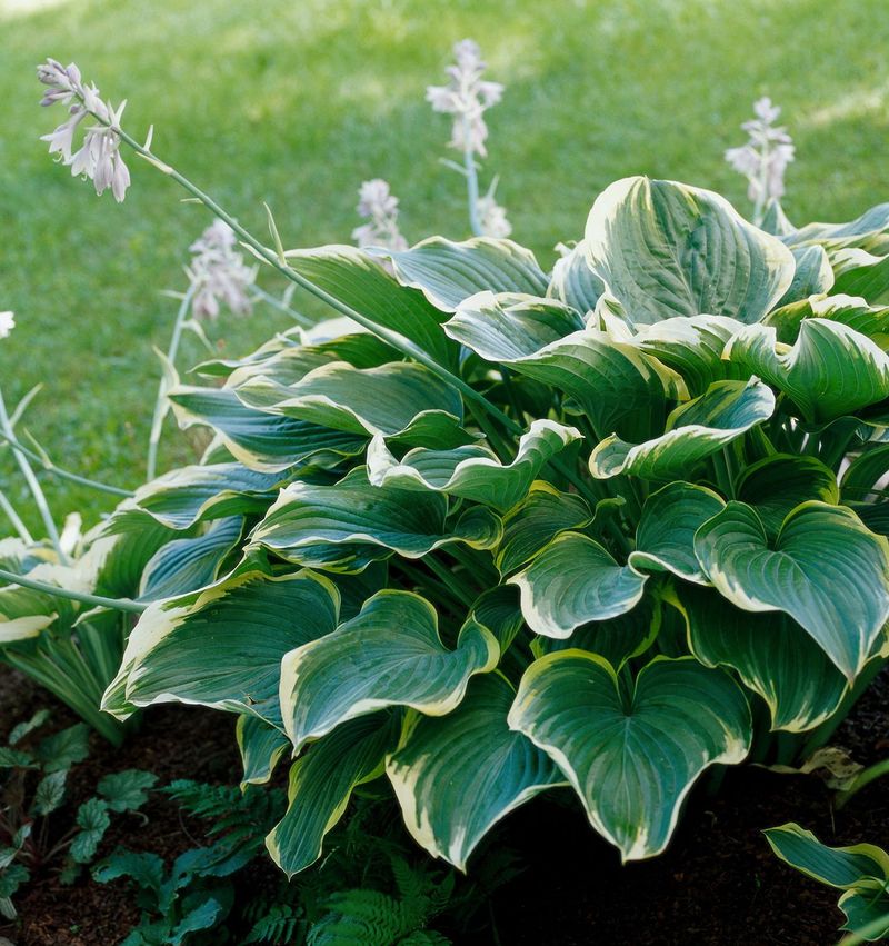 Hosta With Lush Leaves