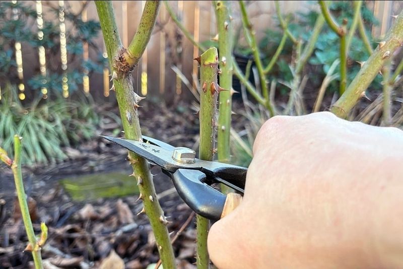 Cut Just Above The First Five-Leaflet Leaf For Stronger New Buds