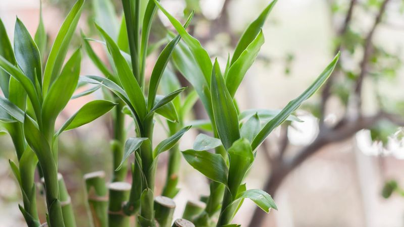 Seasonal Care Adjustments That Make Lucky Bamboo Thrive