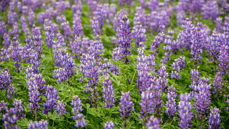 Spring-Blooming Perennials