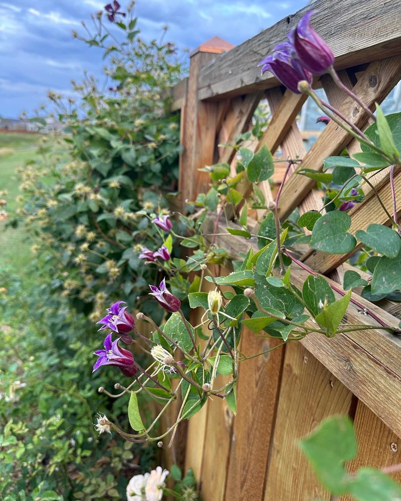 Fence Panels Can Support A Colorful Clematis Wall