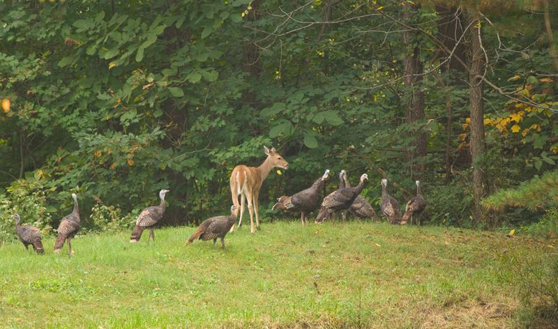 Edge Habitat Encourages Turkey Movement