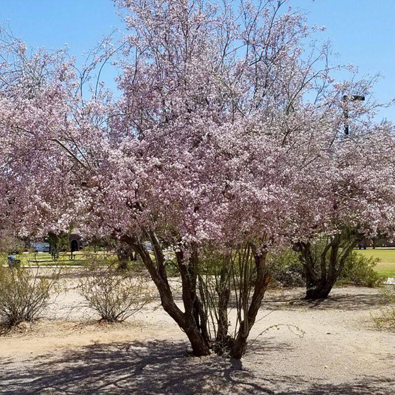 Well-Drained Soil Keeps It Healthy In Harsh Conditions