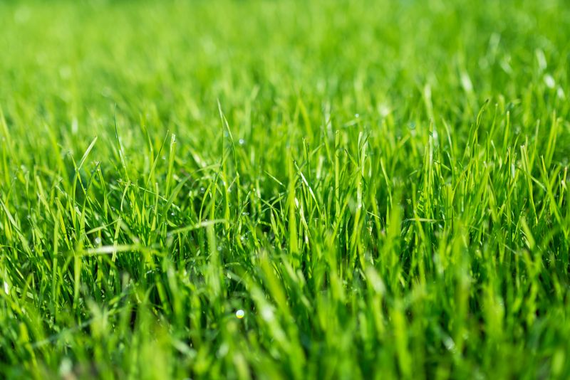 Healthy Grass Usually Pushes Back When Conditions Improve