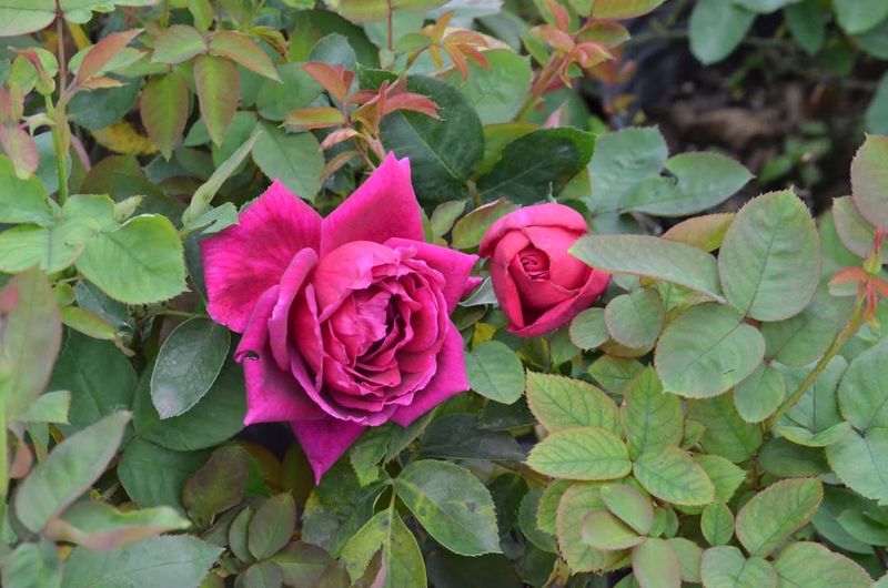 Mulch Helps Soil Stay Even And Moist