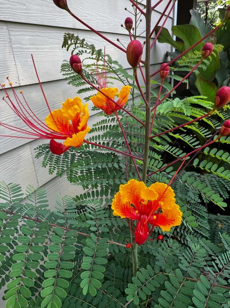 Well Draining Soil Prevents Root Stress As Temperatures Rise