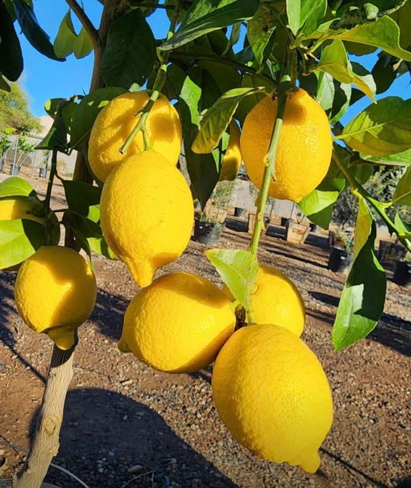 A Balanced Fertilizer As Trees Begin To Push New Growth
