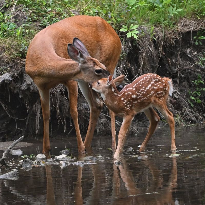 Increased Fawn Development Drives Does Into Yards