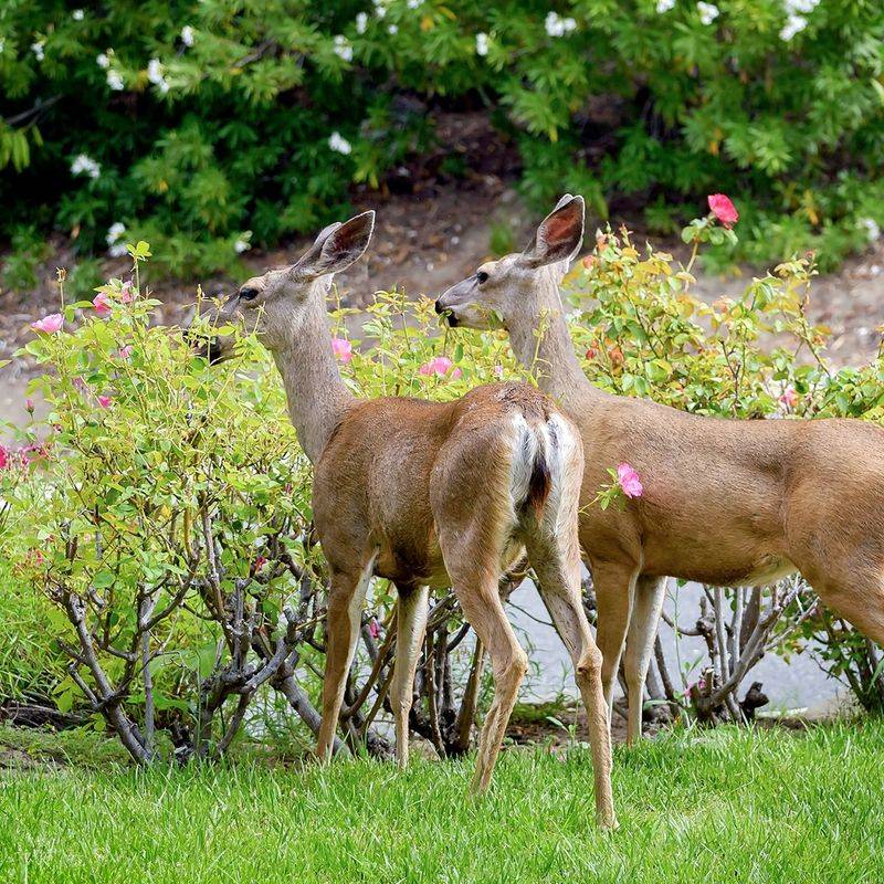 Food Scarcity In Natural Habitats Pushes Deer Into Yards