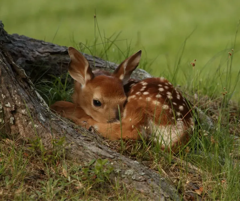 Young Deer Becoming Independent Increases Yard Sightings