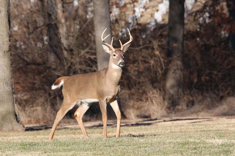 Deer Are Most Active At Dusk And Dawn During Warmer Months