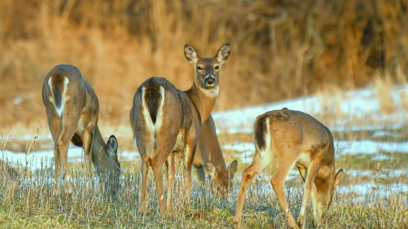 Michigan's Deer Population Has Reached Record Numbers