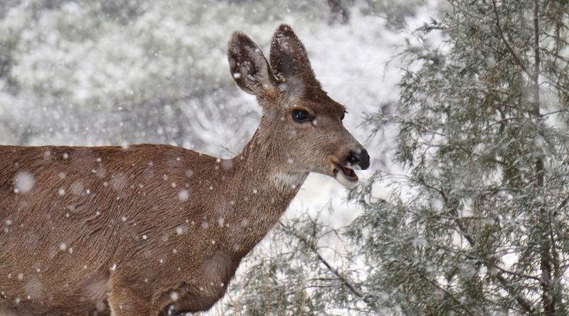 Crops And Gardens Take A Serious Hit Every Season