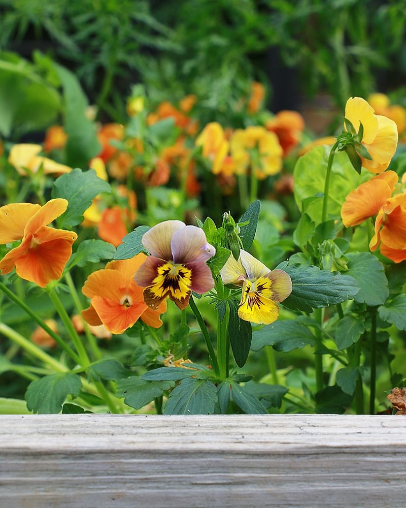 Plan Planting Around North Carolina's Last Frost Timing