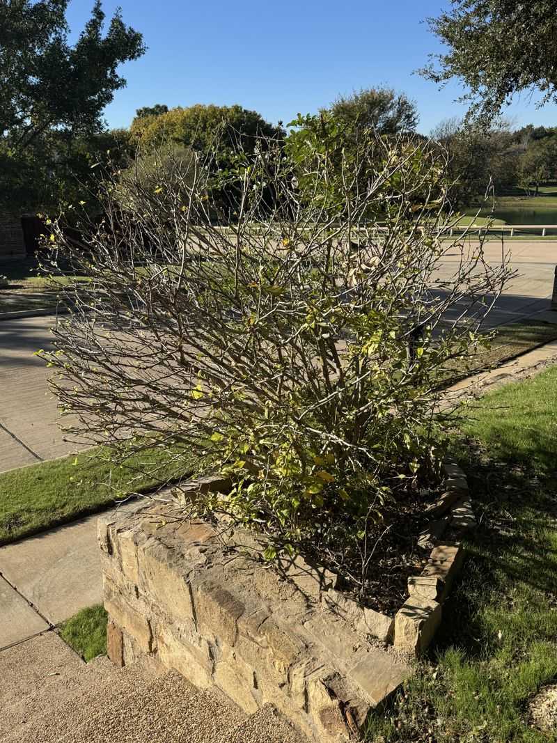 Woody Plants Recover Slowly But Can Bounce Back