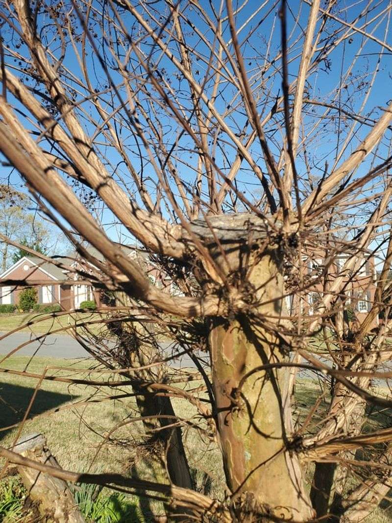 Brittle Or Dry Branch Tips That No Longer Show Growth