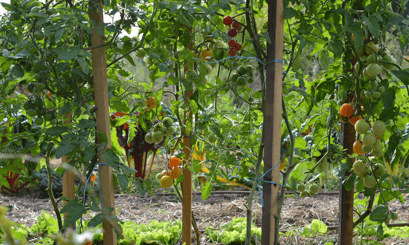 High Elevation Wind Stresses Plants