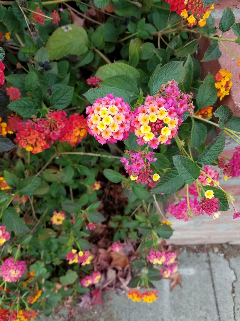 Handles Dry Spells Without Fuss In Texas Gardens