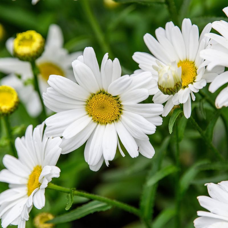 Shasta Daisy (Leucanthemum × superbum)