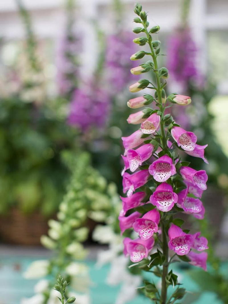 Foxglove