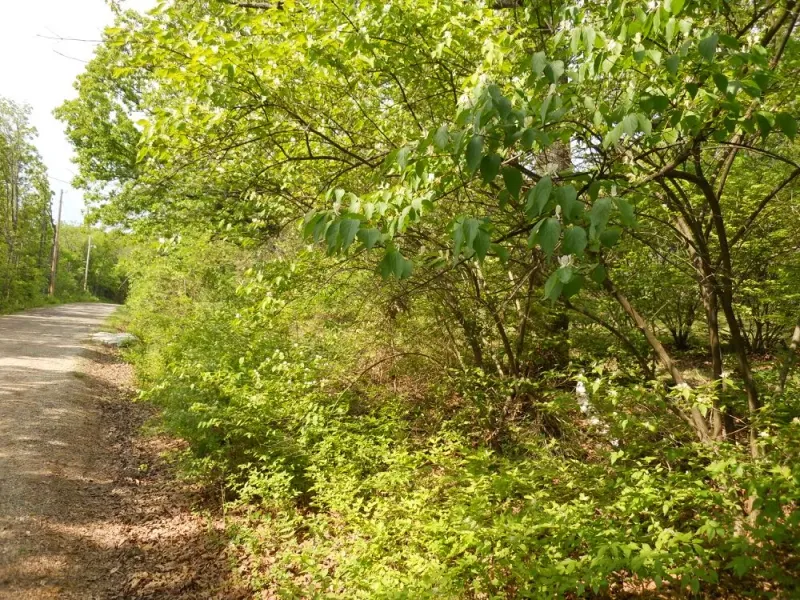 What Starts As One Shrub Can Change The Whole Garden