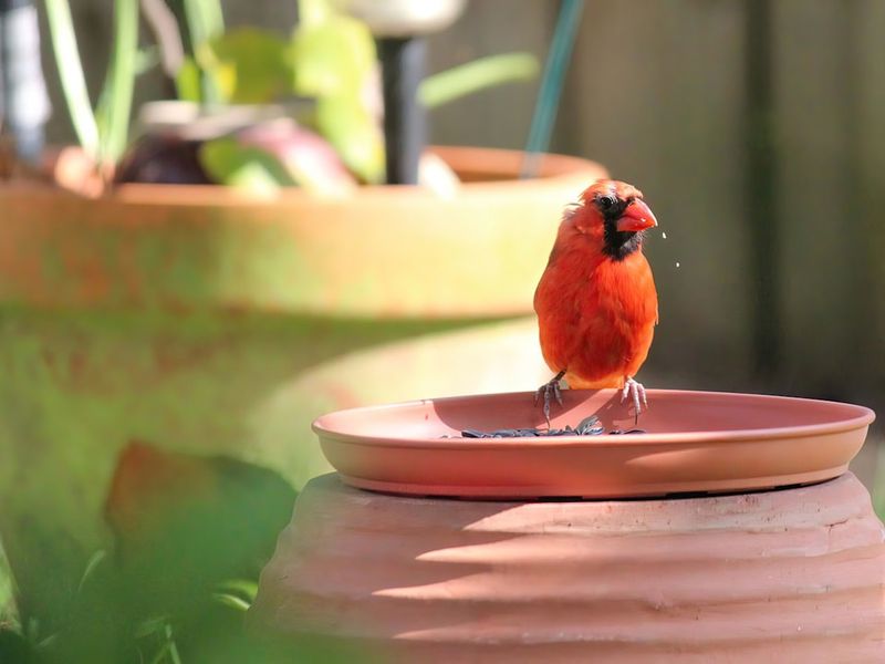 Water Keeps Them Coming Back