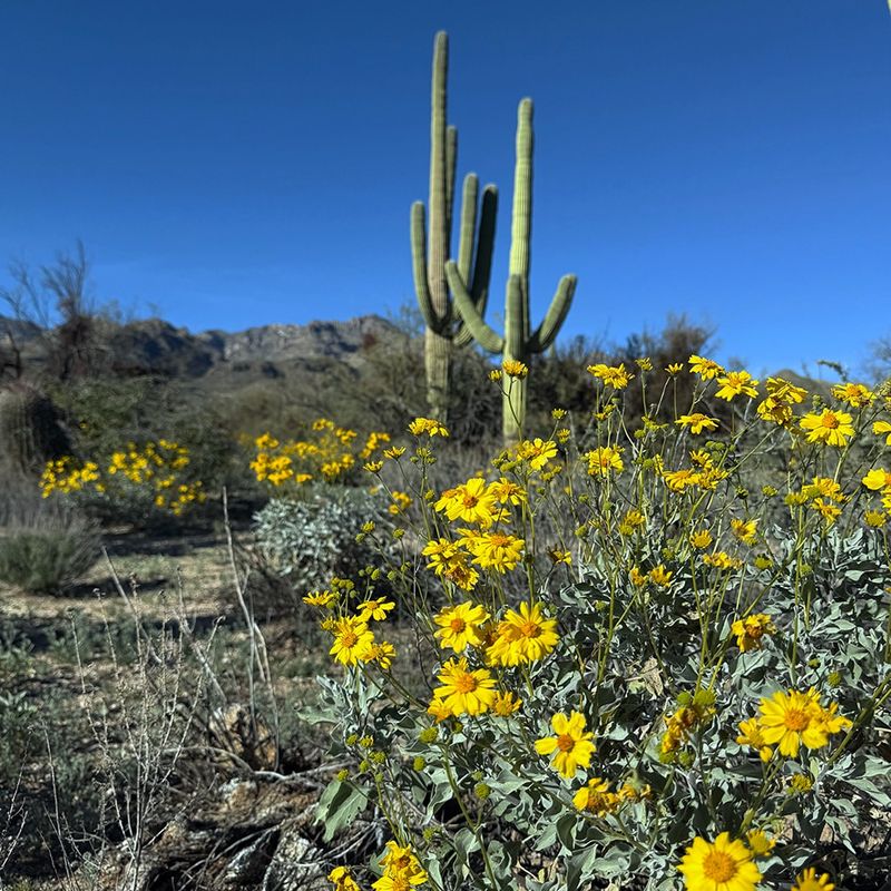 Brittlebush Covers Hillsides In Yellow As Temperatures Rise