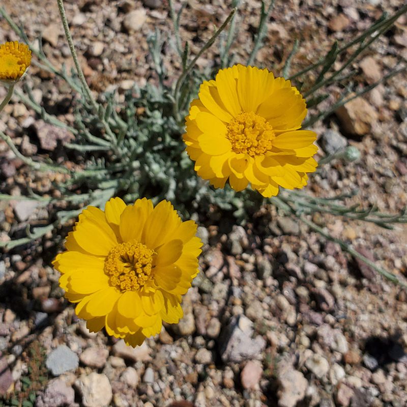 Desert Marigold (Baileya Multiradiata)