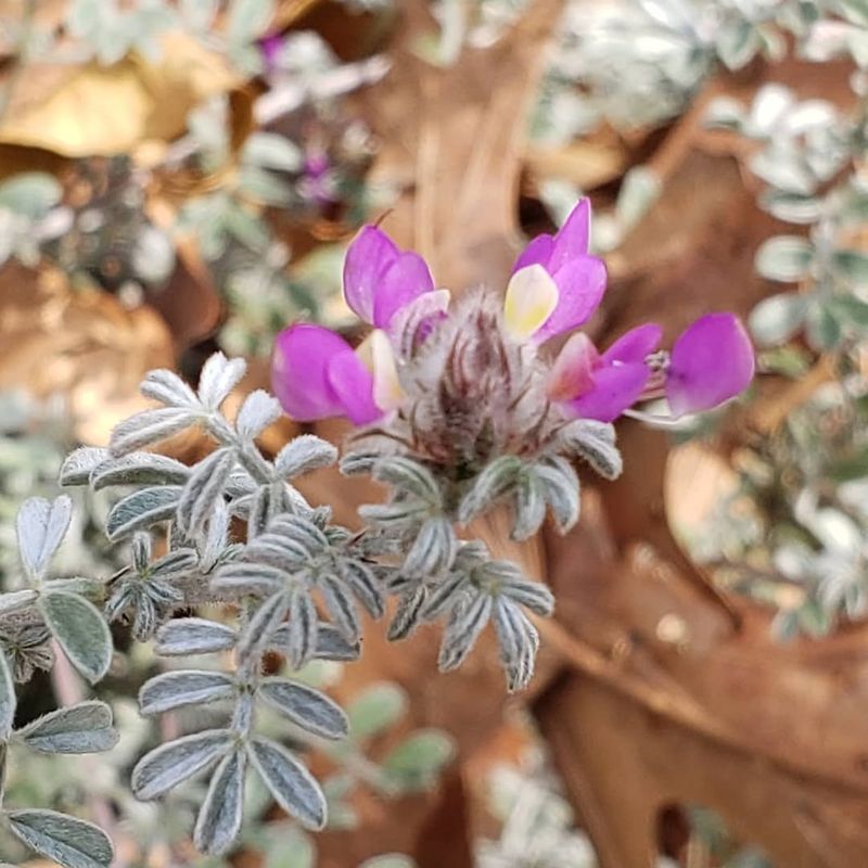 Trailing Indigo Bush Spreads Nicely Over Pot Edges