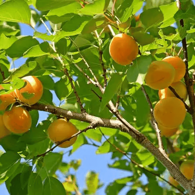 Katy Apricot Handles Warm Climates And Produces Early Harvests