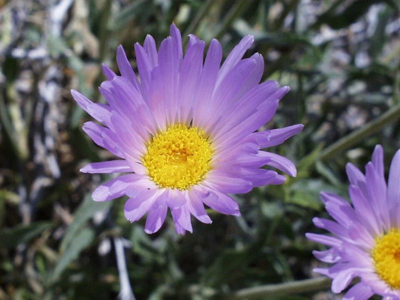 Arizona Blue Mist For Mojave Aster 