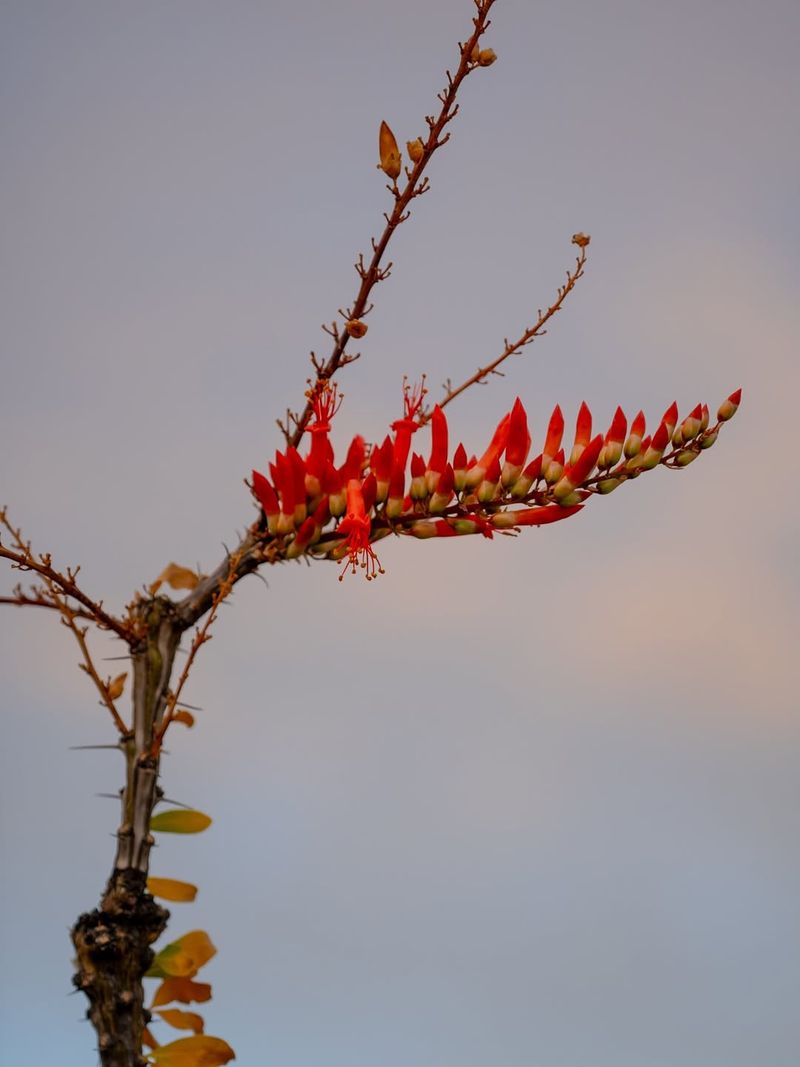 Ocotillo Sends Up Flower Spikes That Draw Spring Visitors