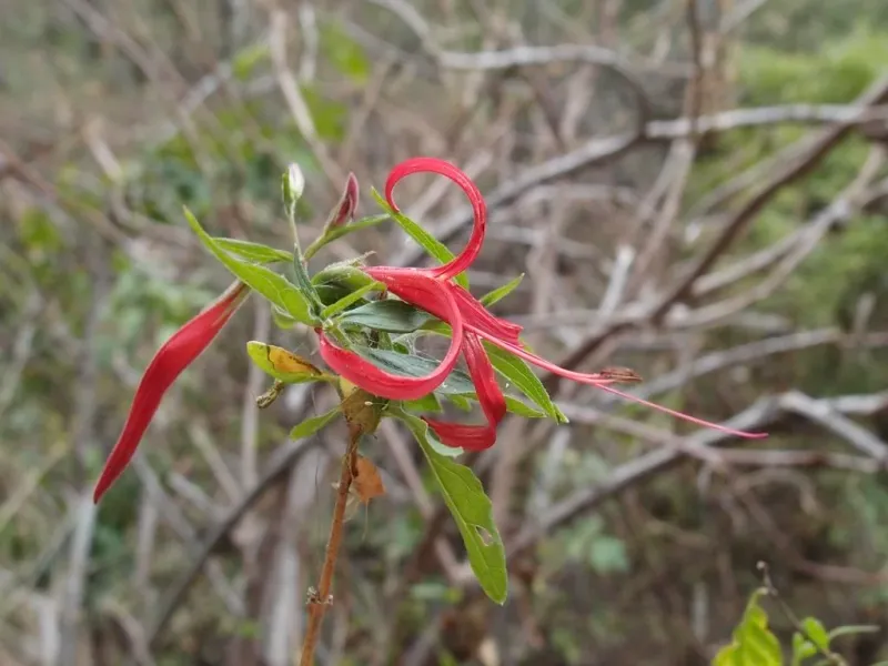 Light Shaping In Late Winter Keeps Growth Controlled