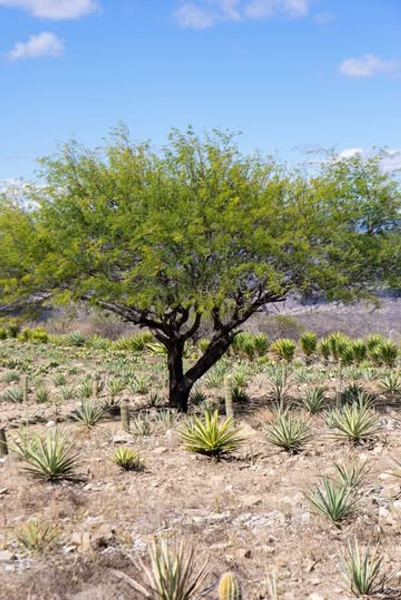 Chilean Mesquite Grows Faster While Casting Broad Shade
