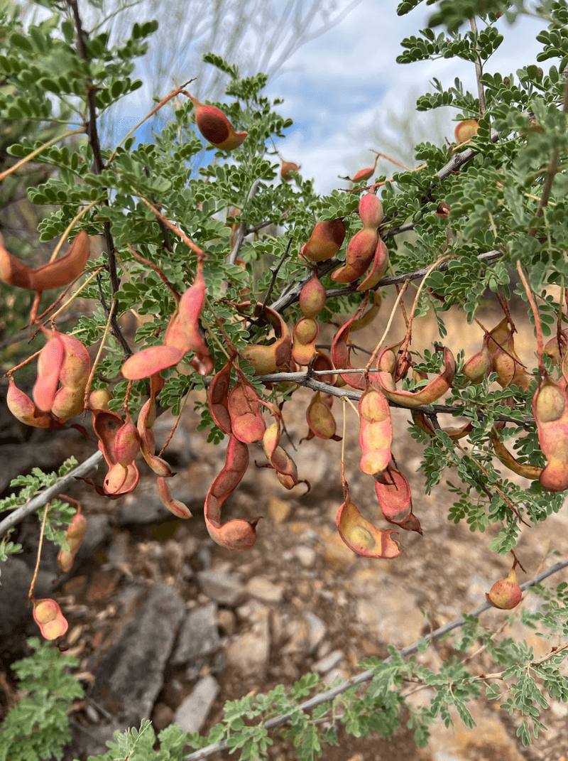 Catclaw Acacia Hides Edible Seeds Inside Tough Pods