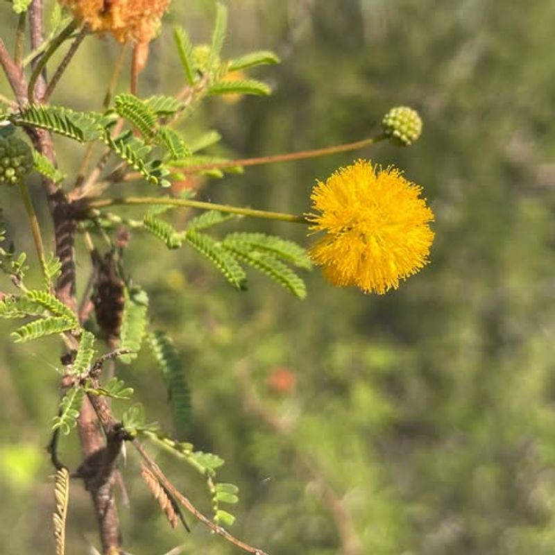 Acacia Trees Grow Quickly And Offer Consistent Cover