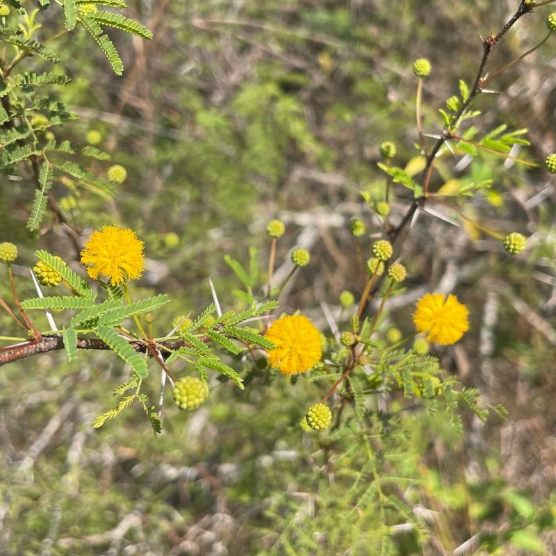 Sweet Acacia Provides Fragrant Yellow Blooms And Light Shade