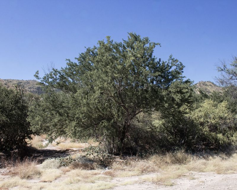 Full Sun Helps It Grow Strong Without Stress