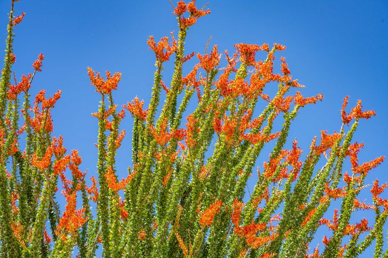 Ocotillo Lights Up With Red Flowers In Spring Sun