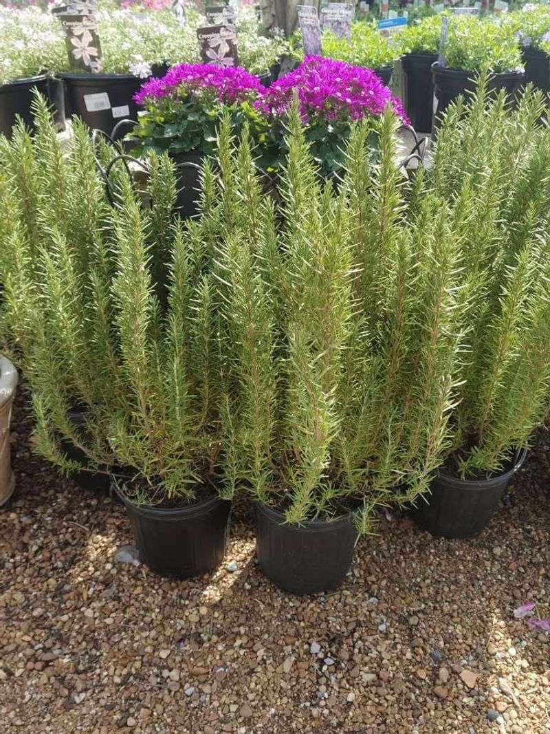 Rosemary Offering Evergreen Fragrance