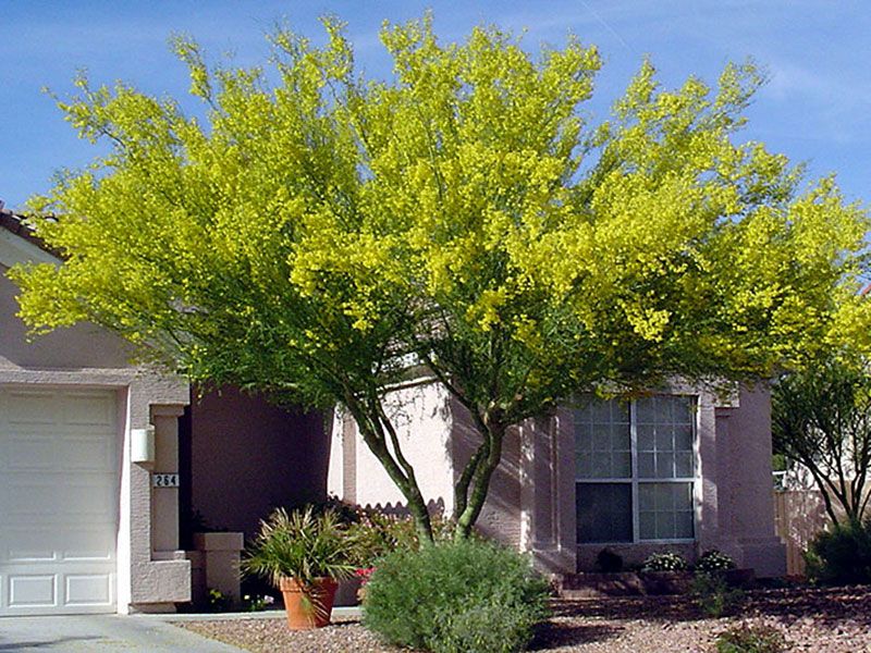 Blue Palo Verde